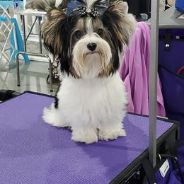 Biewer Terrier Puppies from Bisou Biewers