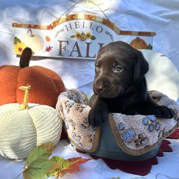 Brown collar - Chocolate male Labrador Retriever puppy in Cortez, Colorado from Aloha Lab Pups of SW Colorado