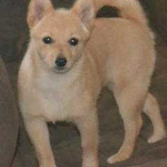 Schipperke Puppies from Delilah's Schipperkes