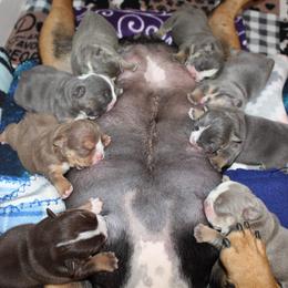 Boxer, Bulldog, and French Bulldog Puppies from Hillview Kennels