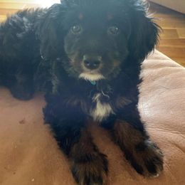 Aussiedoodle Puppies from Cross-Tied Farm Aussiedoodle