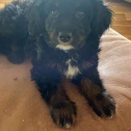 Aussiedoodle Puppies from Cross-Tied Farm Aussiedoodle