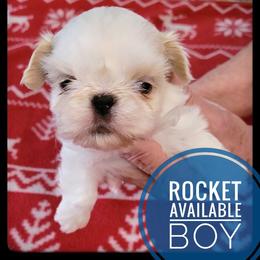 Rocket - White male Shih Tzu puppy in Orient, Ohio from Forever Friends Shih-Tzu