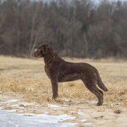 Cuda - Chesapeake Bay Retriever