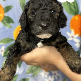 Cocker Spaniel and Poodle Puppies from K & M Home Kennels