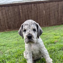 Kendra - Merle female Great Dane puppy in Granbury, Texas from Anderson Blau’s Great Danes