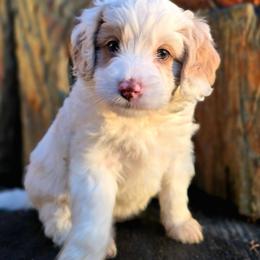Snowflake - Parti female Goldendoodle puppy in Eugene, Oregon from Oregon's Legendary Goldendoodles