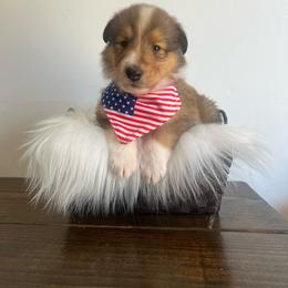 Lil Deville - Sable female Collie puppy in Chilhowie, Virginia from Jolly Collies