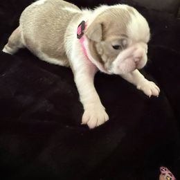 Boston Terrier Puppies from Hidden Valley Bostons