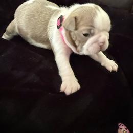 Boston Terrier Puppies from Hidden Valley Bostons