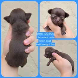Chocolate m - Chocolate male Chihuahua puppy in Vineland, New Jersey from Royal Companion's
