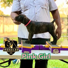 Girl 4 - Black brindle Cane Corso puppy in College Station, Texas from Ironclad Cane Corso