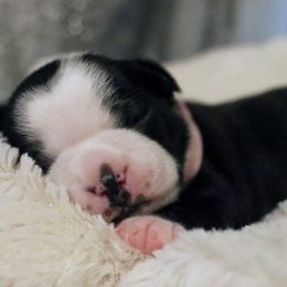 Boston Terriers from Ami’s Boston Terrier