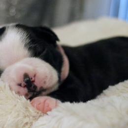 Boston Terriers from Ami’s Boston Terrier