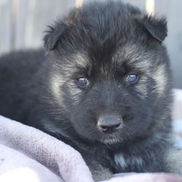 Atlas - Black and tan male Gerberian Shepsky puppy in Gorman, Texas from Bransford Paw Pack/Timber Huskies