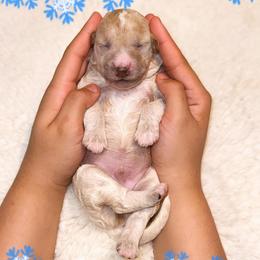 Snowman - Cream male Goldendoodle puppy in Kissimmee, Florida from Poodle Doodle Kennels