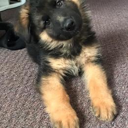 German Shepherd Puppies from EshelmanSchwitz German Shepherd Dogs