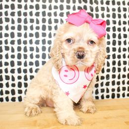 Girl 3 - Buff female Cocker Spaniel puppy in Rattan, Oklahoma from Double M Cocker Spaniels