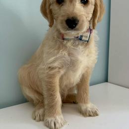 Aussiedoodle and Labradoodle Puppies from Doodles on Duty