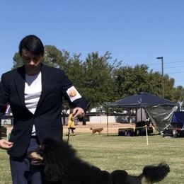 Havanese and Poodles from Lone Tree Havanese