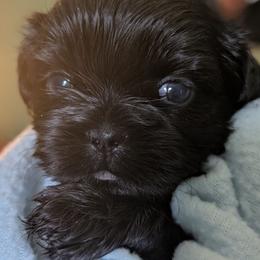Raven - Black female Shih Tzu puppy in Claxton, Georgia from Small Pawz Shih tzu