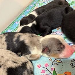 Girl 2 - Blue merle female Australian Shepherd puppy in Martville, New York from Jasmin's Australian Shepherds