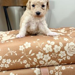 Mable - Cream female Goldendoodle puppy in Upper Sandusky, Ohio from Rock Run Homestead