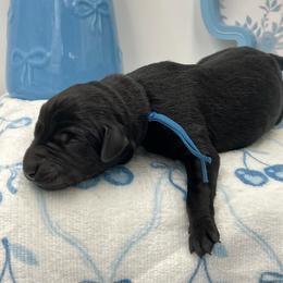Blue - Black male Labrador Retriever puppy in Heath Springs, South Carolina from Rich Hill Retrievers