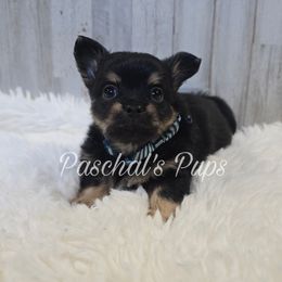 Peanut - Black and tan male Chihuahua puppy in Bowdon, Georgia from Paschal's Pups