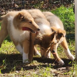 Collie Puppies from Critter cottage