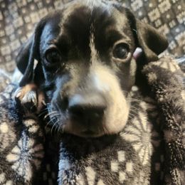 6 - Snoop - Black and white male German Shorthaired Pointer puppy in Meriden, Kansas from Hull's GSPs