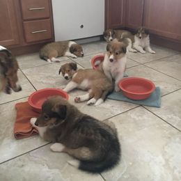 Collie and Old Time Scotch Collie Puppies from Oasis Farm Collies