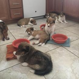 Collie and Old Time Scotch Collie Puppies from Oasis Farm Collies