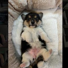 Half Baked - Black and white female American Corgi puppy in Waltham, Maine from Downeast Corgis