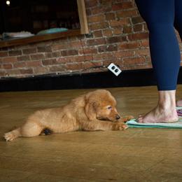 Golden Retriever Puppies from Northern Lights Goldens