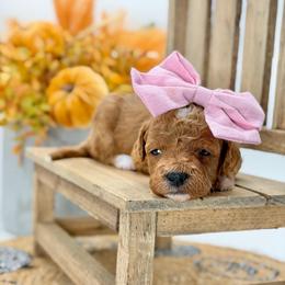 Blondie - Red  female Goldendoodle puppy in Queen Creek, Arizona from Goldendoodle AZ