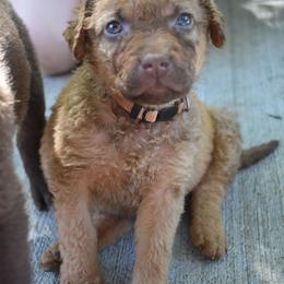 Persimmon - Sedge female Chesapeake Bay Retriever puppy in Soap Lake, Washington from Desert Oasis Kennels