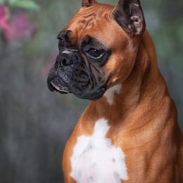 Nala - Boxer