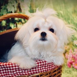 Breeze - Maltese