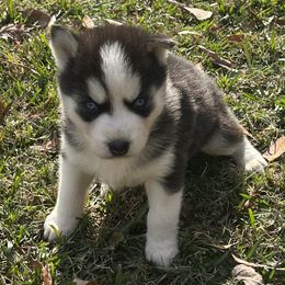 Brutus - Black and white male Siberian Husky puppy in Summerville, South Carolina from Carolina Husky Lodge