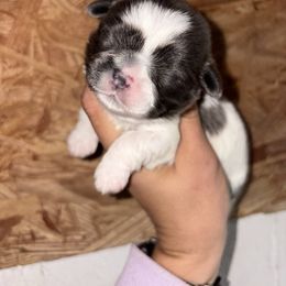 Blue Collar - Blue and white male Shih Tzu puppy in Eunice, Louisiana from 4J's Cajun Kennels
