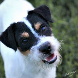 Ted - Jack Russell Terrier