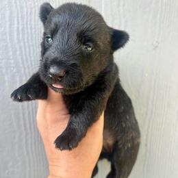 Abby - Brindle female Scottish Terrier puppy in Chattanooga, Tennessee from Oodles of Cuties!