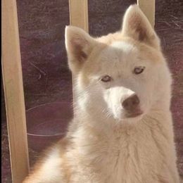 Foxy - Siberian Husky