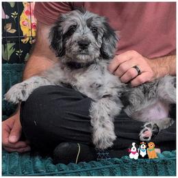 RIVER - OFA-Genetics-2 year warranty. - Merle female Goldendoodle puppy in Jeddo, Michigan from Apple Creek Doodles