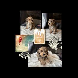 Yorkipoo Puppies from Emerald City Poodles