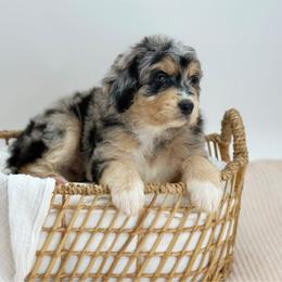 Limoncello - Blue merle female Aussiedoodle puppy in Manteca, California from Silva Ranch Doodles
