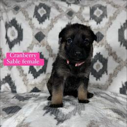Cranberry - Sable female German Shepherd puppy in New Cambria, Missouri from Des Hausraben Shepherds