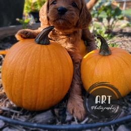 Goldendoodle Puppies from BasilBella’s Doodles