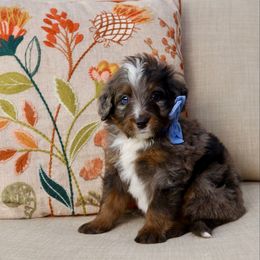 Leaf - Merle male Bernedoodle puppy in Murray, Utah from Sun Valley Doodles